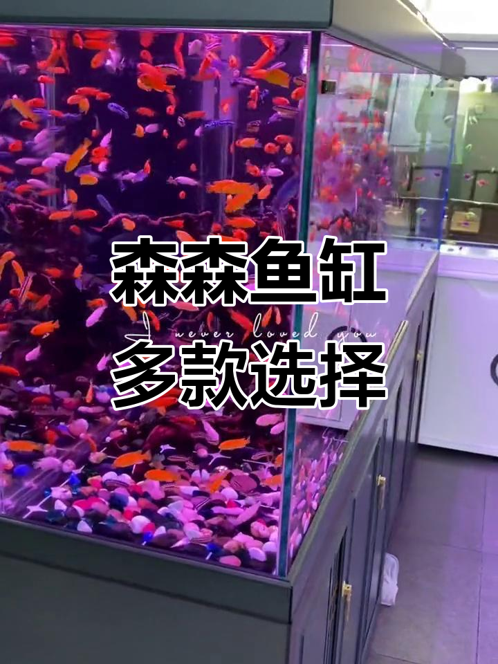 森森鱼缸全系列展示,打造理想水族环境