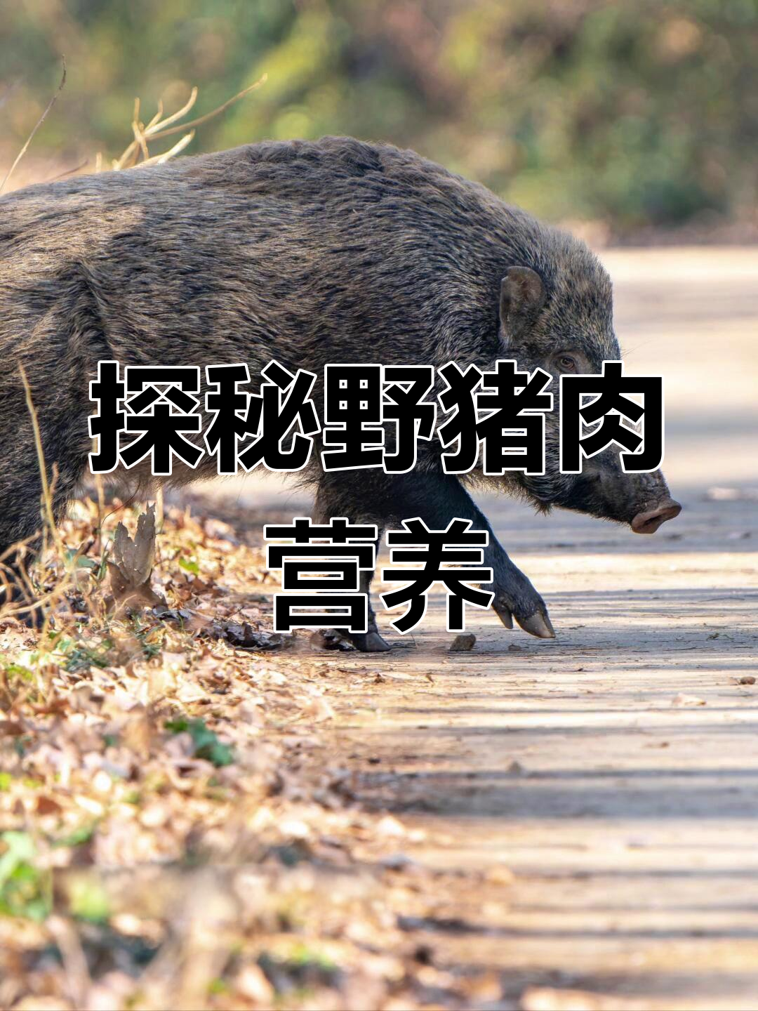 野猪肉的营养价值与食用注意事项,了解蛋白质、维生素和矿物质