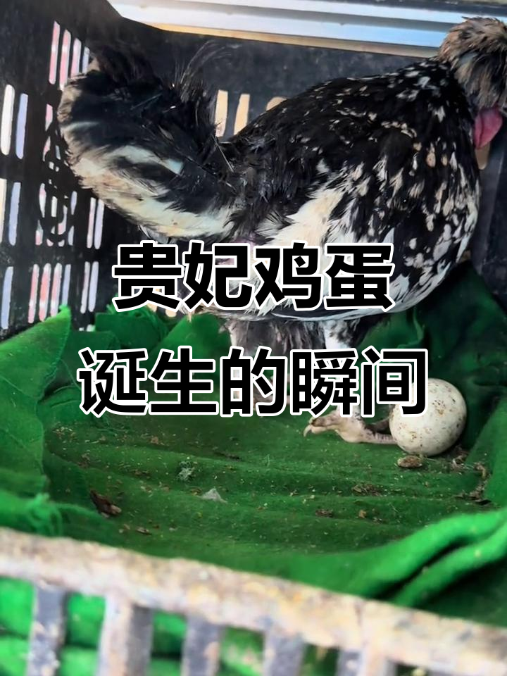 贵妃鸡下蛋全过程,直播见证小生命的诞生