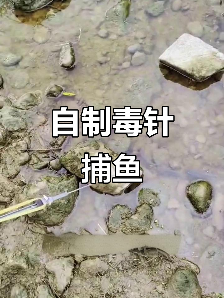 制作毒针射鱼,轻松捕获狡猾的鱼儿