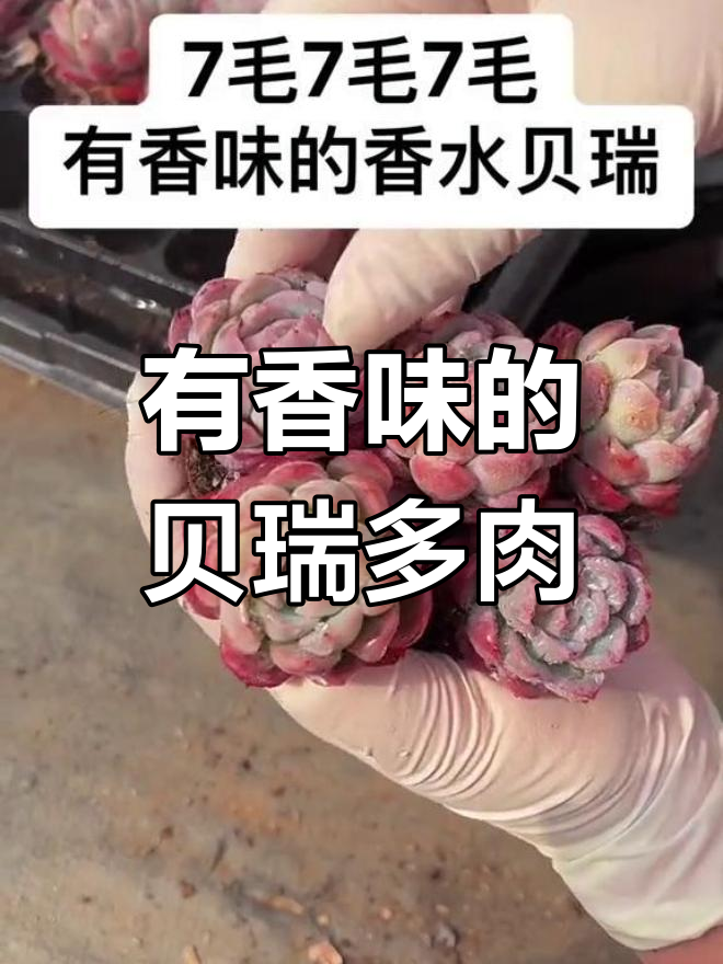 贝瑞多肉：香气四溢，包子状胭脂粉状态