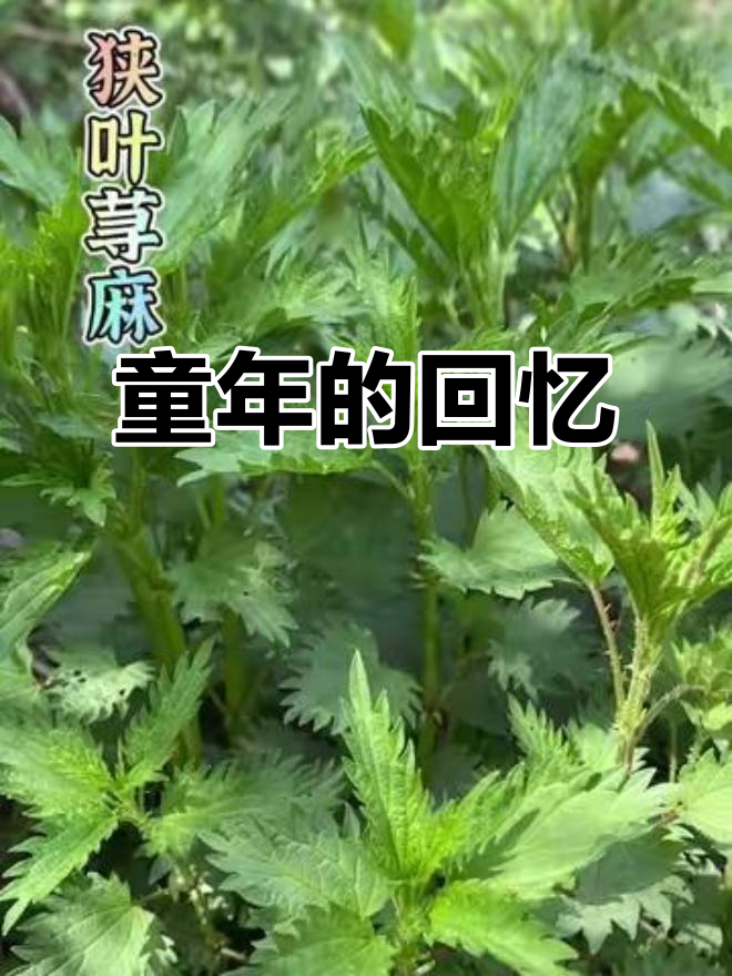 童年记忆中的童谣,蜇麻子别惹我,回家煮汤给你喝!