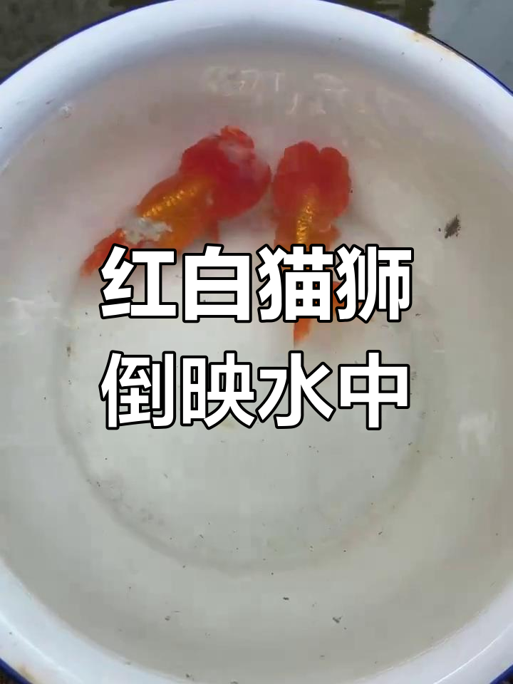 红猫狮与白猫狮的美丽倒影,金鱼中的国粹之美