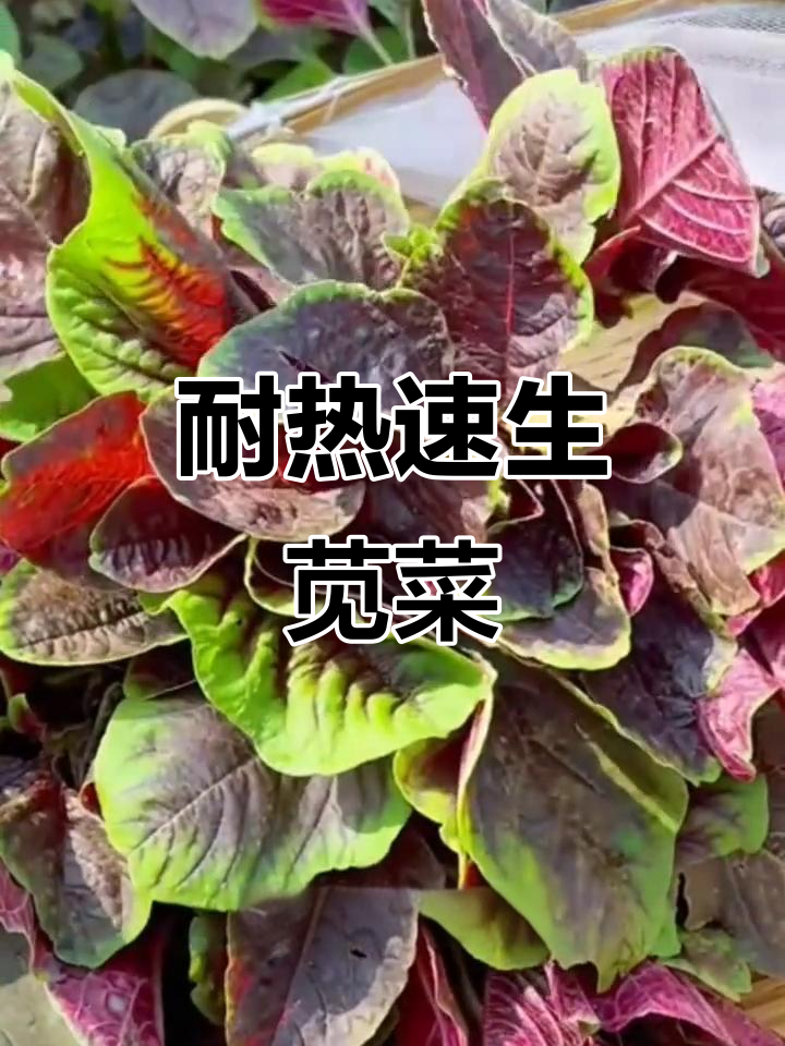 红圆叶苋菜，阳台盆栽轻松种植，耐热抗病无虫害
