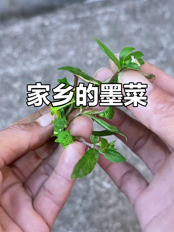 农村的墨菜,小时候常摘它,现在难寻了
