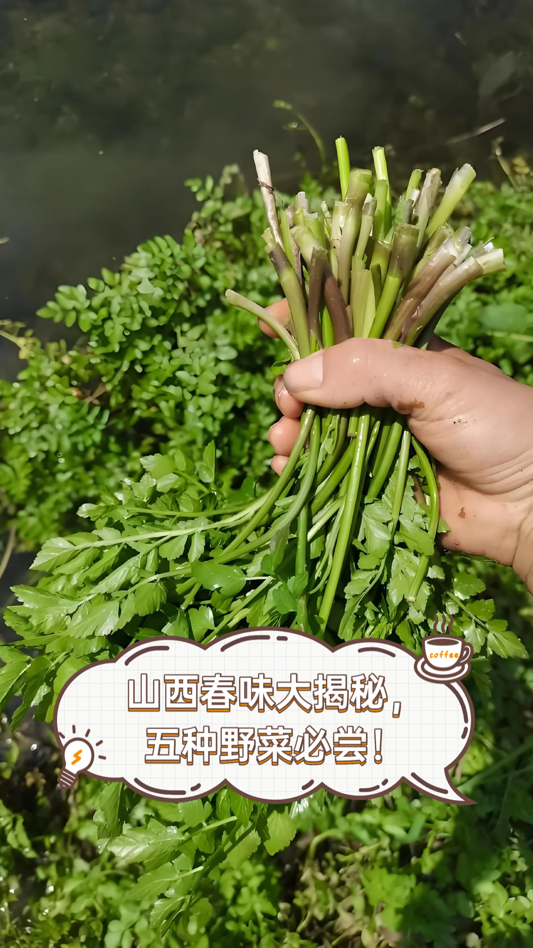 山西春味大揭秘，五种野菜必尝！