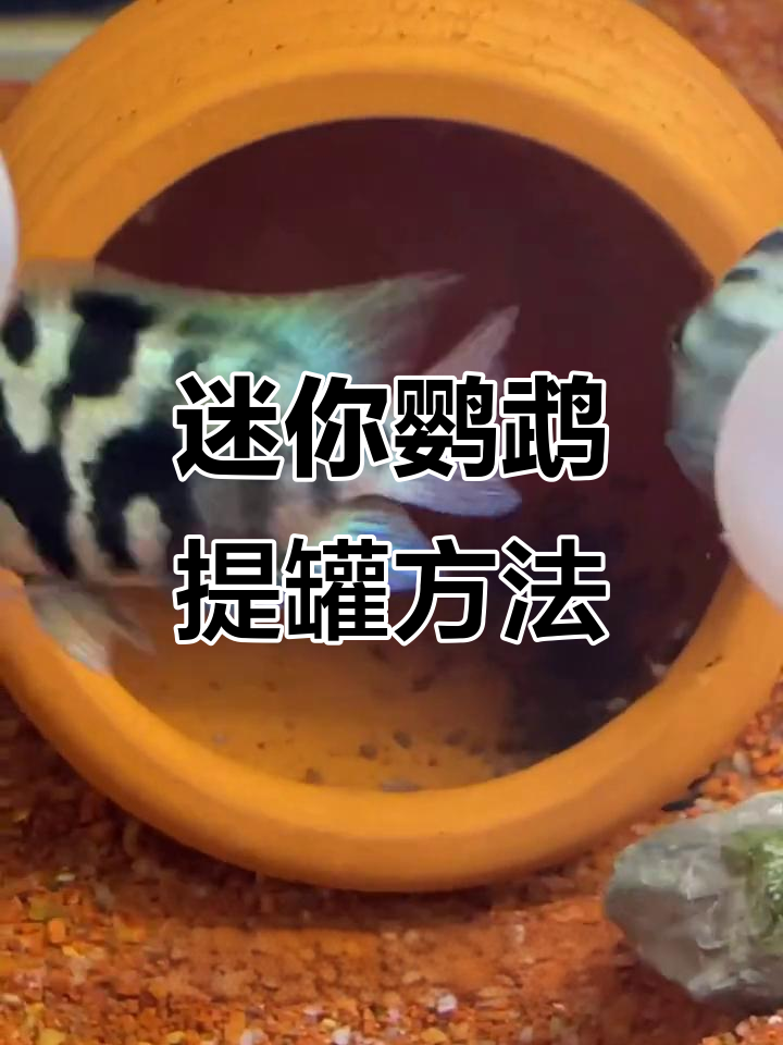 迷你鹦鹉提罐技巧,起飞后鱼苗成活率大幅提升