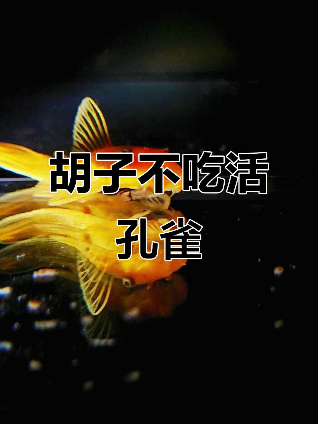 黄金胡子吃孔雀鱼苗?真相揭秘,原来它只会啃死鱼