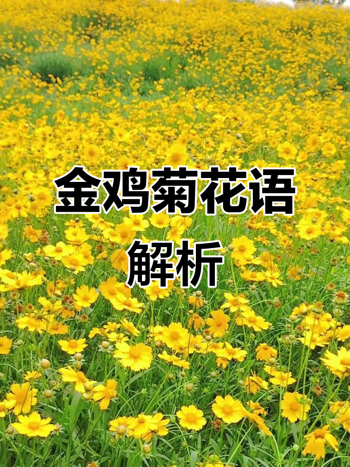 金鸡菊的花语:永恒的快乐与喜悦