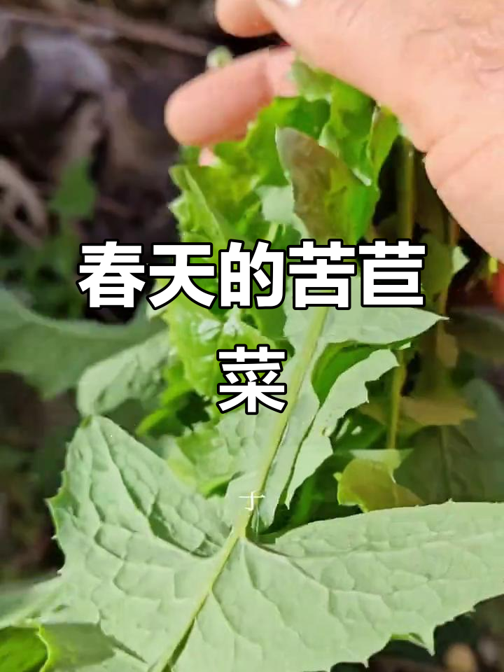春天必吃苦苣菜,喂兔子也能当野菜