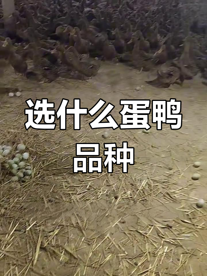 新手养蛋鸭,如何挑选品种