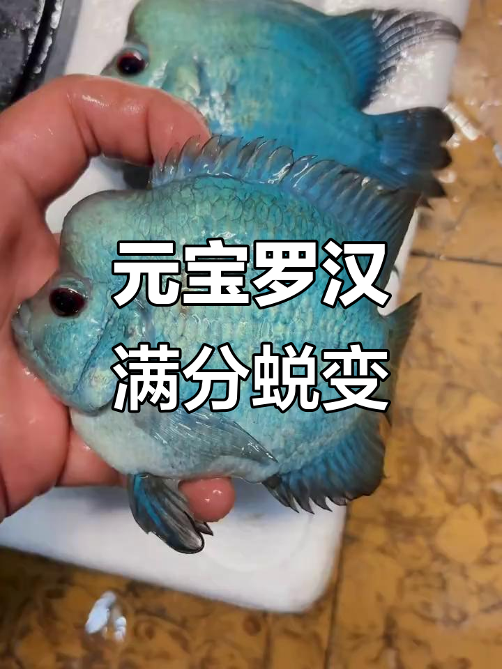 满银元宝退纱全过程,完美起头惊艳全场