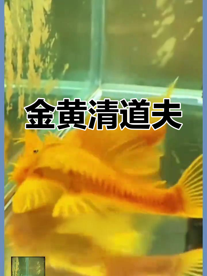 黄金胡子鱼:清洁大师,让你的鱼缸焕然一新