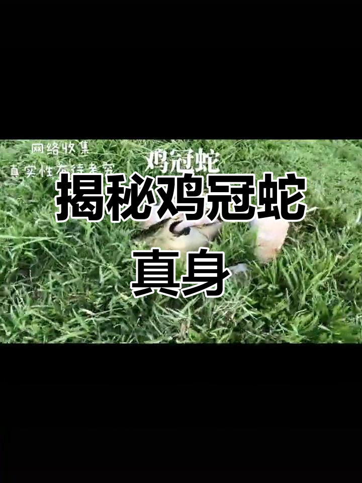 终于见到传说中的鸡冠蛇,竟然长这样!