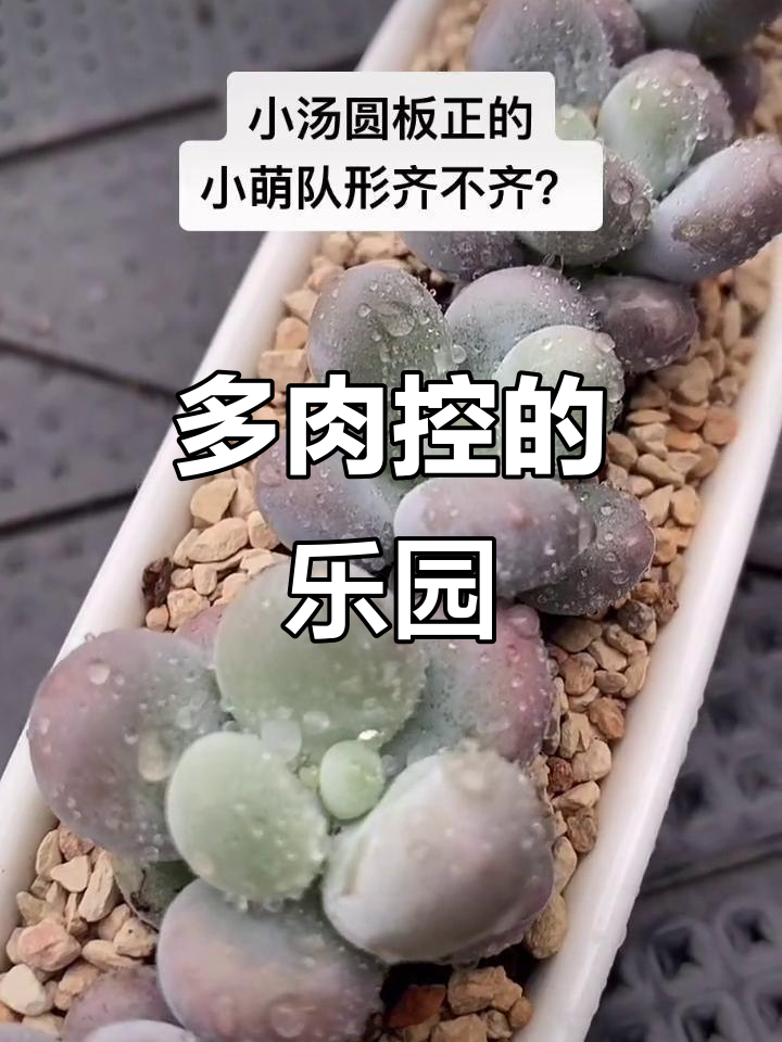 多肉植物种植基地,共同进步与成长