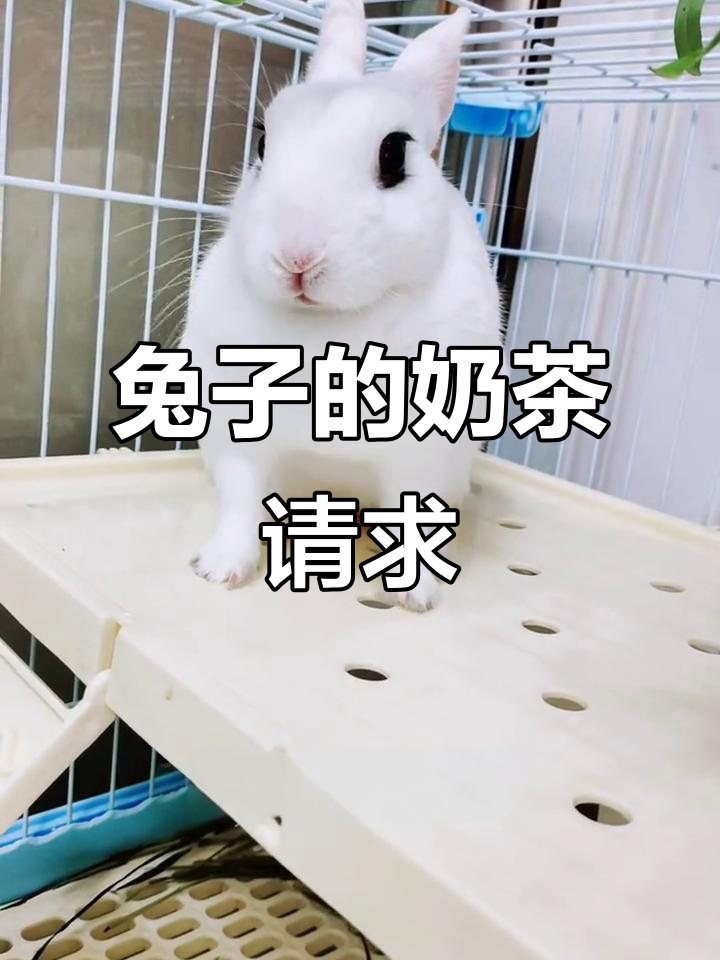 兔子也想要奶茶,萌宠撒娇超可爱