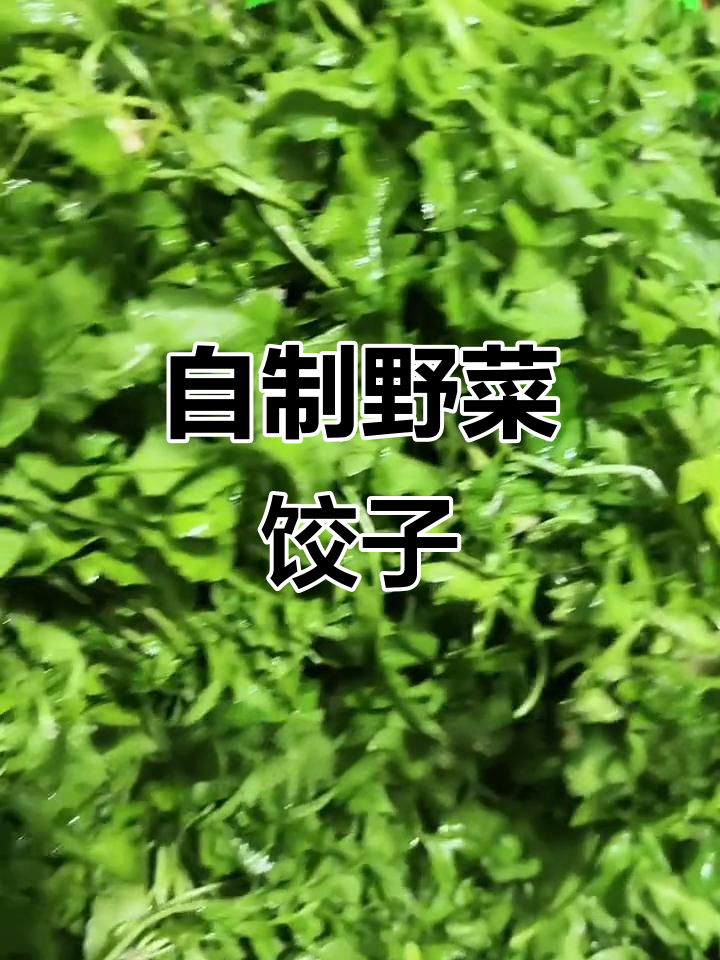亲手包饺子,野菜馅料满满诚意