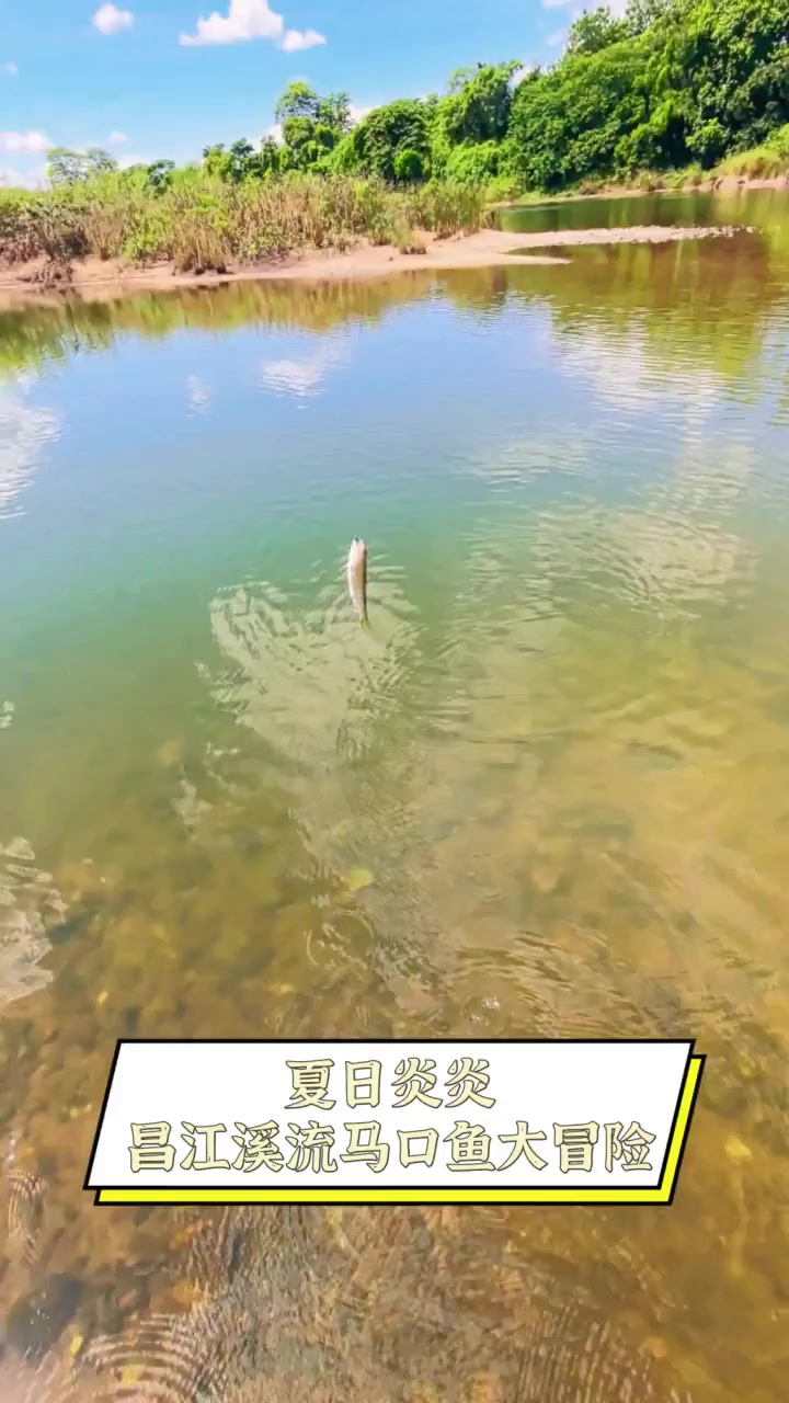 夏日炎炎,昌江溪流马口鱼大冒险