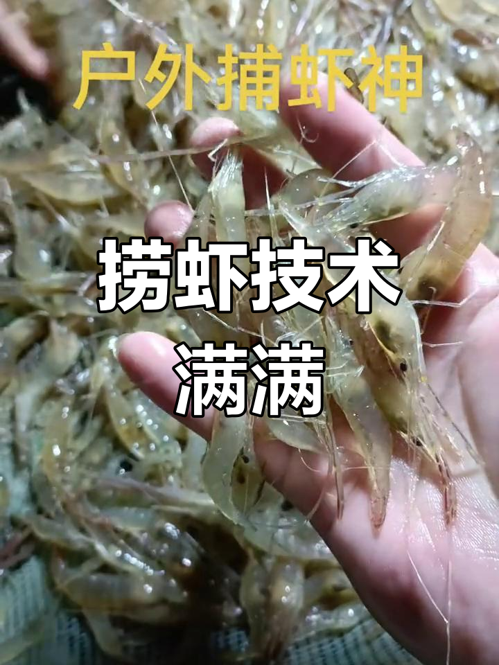今晚捞虾大丰收,野生河虾个头惊人