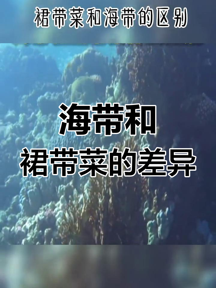 海带与裙带菜的区别解析