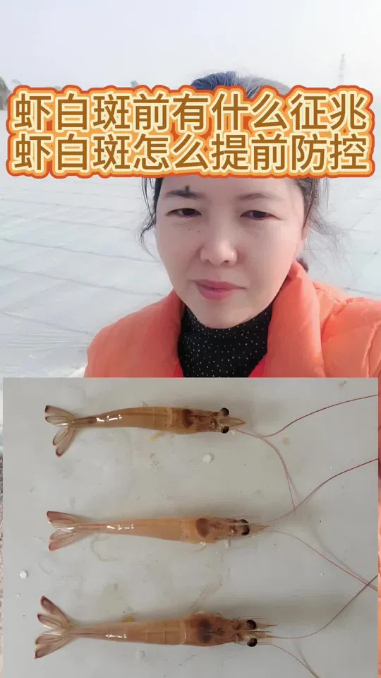 南美白对虾患白斑病怎么办?发病前有啥症状要了解