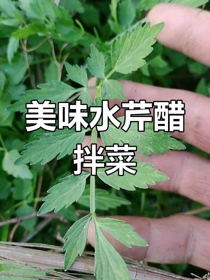 水芹菜的美味做法,酸甜醋汁浇淋更诱人