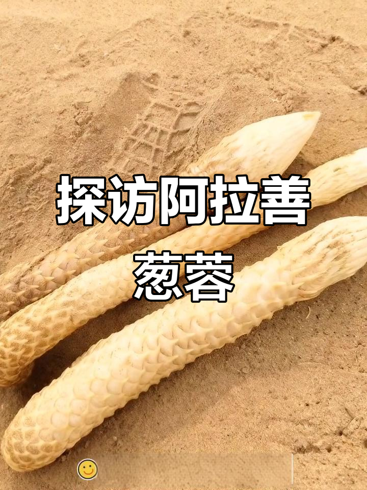 阿拉善肉苁蓉揭秘:沙漠中的神奇植物,如何辨别真假