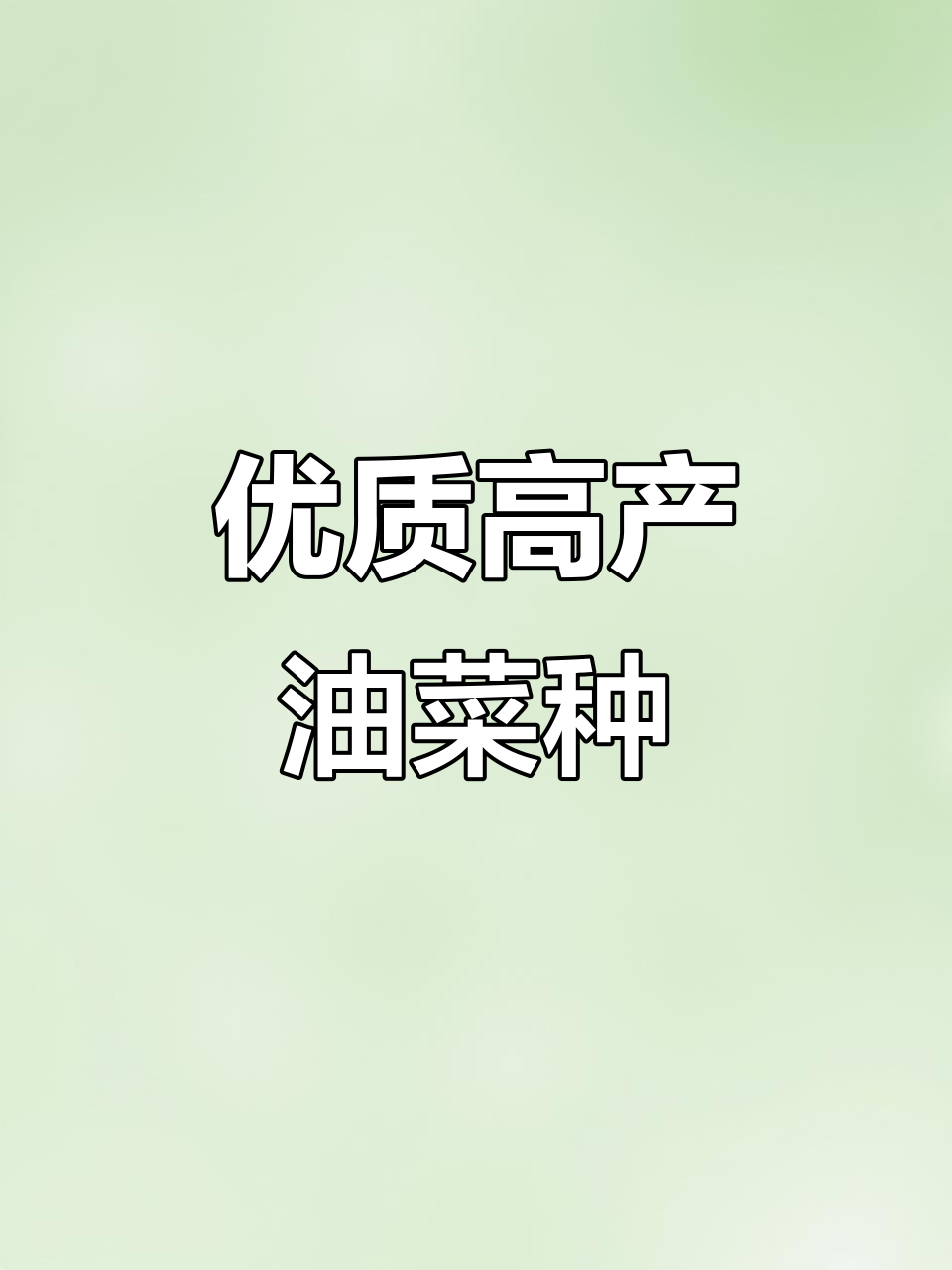 高产油菜种子,抗寒防冻效果好