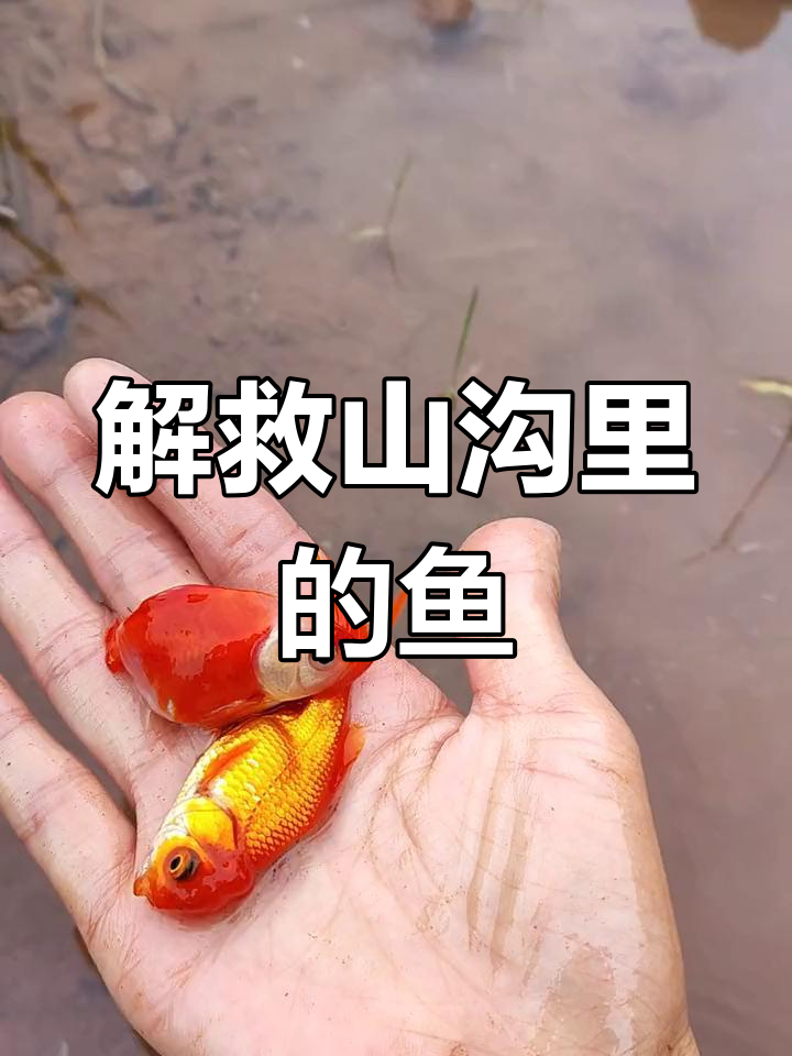 山中水沟惊现美丽红金鱼