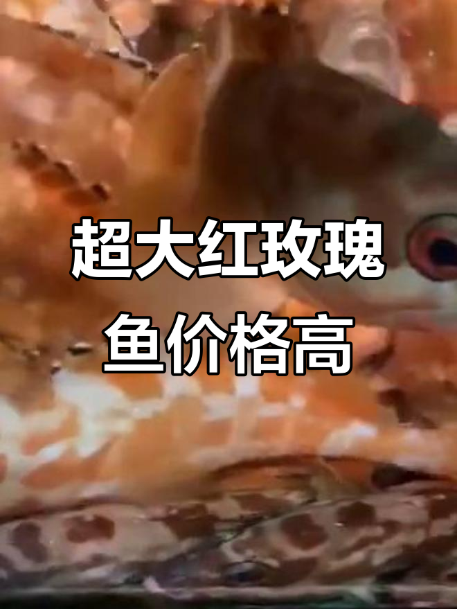 红玫瑰鱼:越大越值钱,半斤左右一条约两三百元