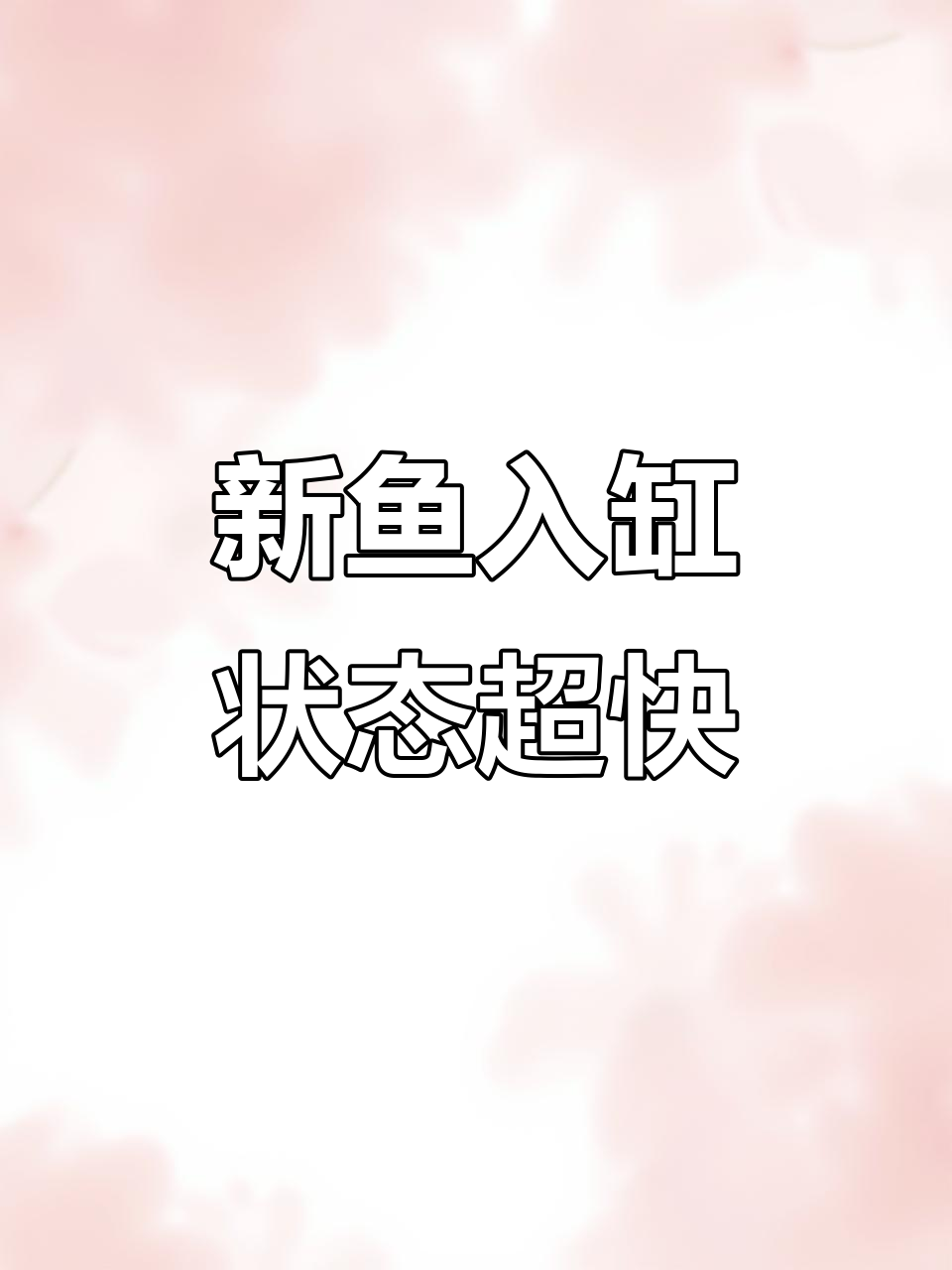 甜心柠檬鱼入缸,六条小精灵迅速适应新环境