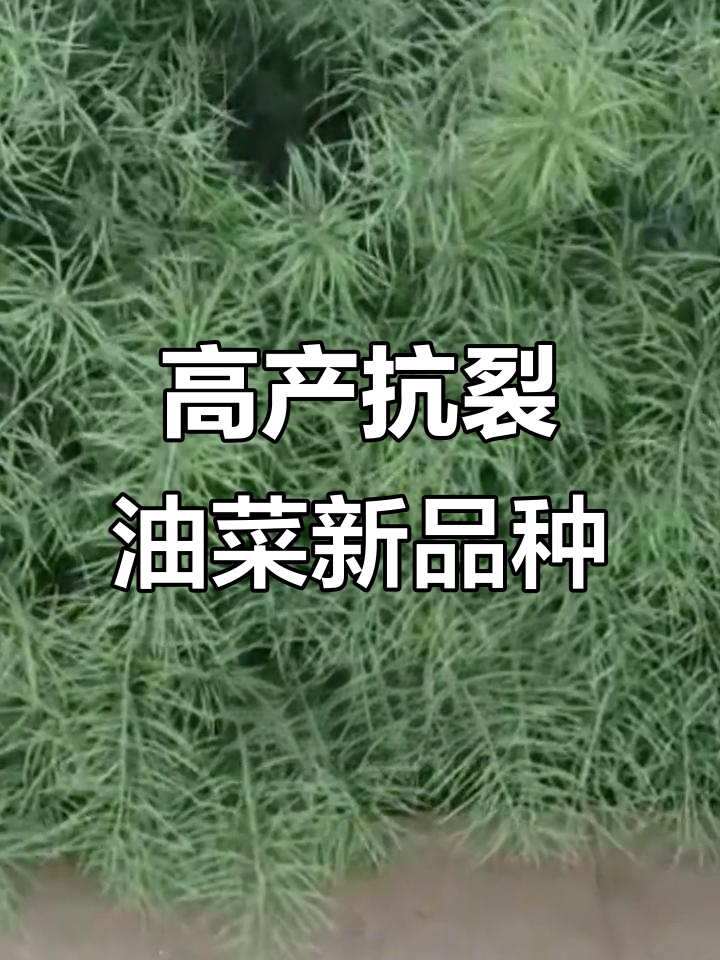 四川圣油粑粑油菜品种:高含油率,抗裂性强,产量惊人
