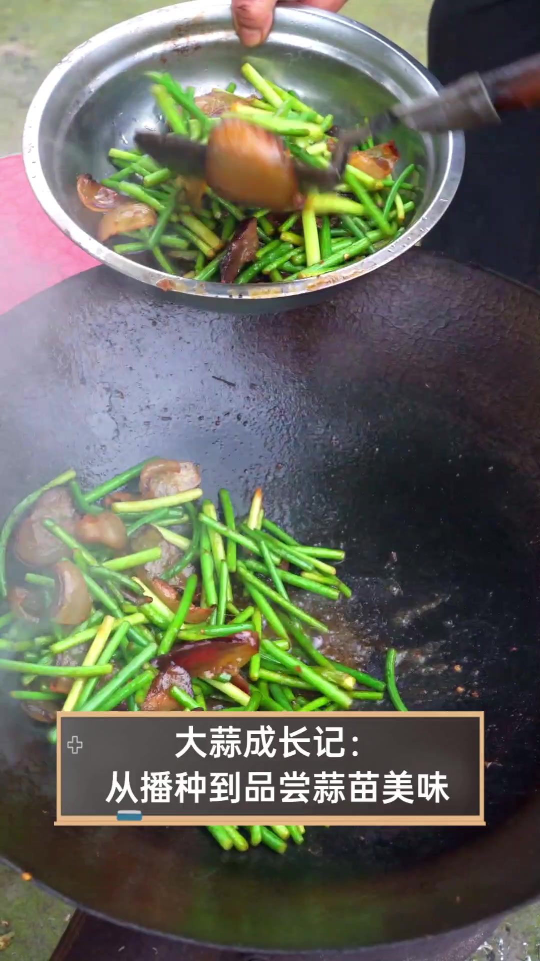 大蒜成长记:从播种到品尝蒜苗美味