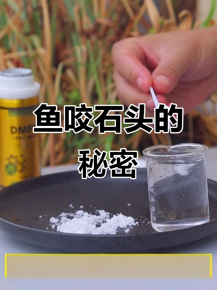 DMPT诱食剂能让鱼咬石头?实验结果惊人