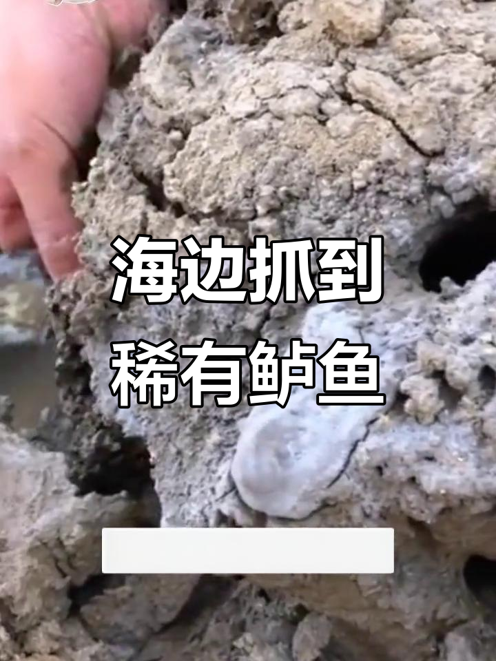 罕见松江鲈鱼现身海边,竟被大雨冲出!