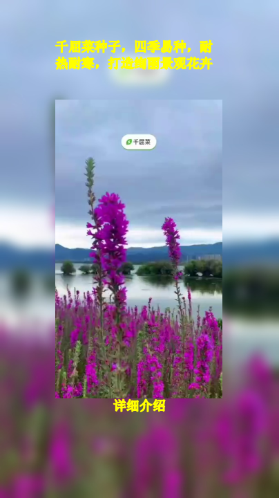 千屈菜种子,四季易种,耐热耐寒,打造绚丽景观花卉