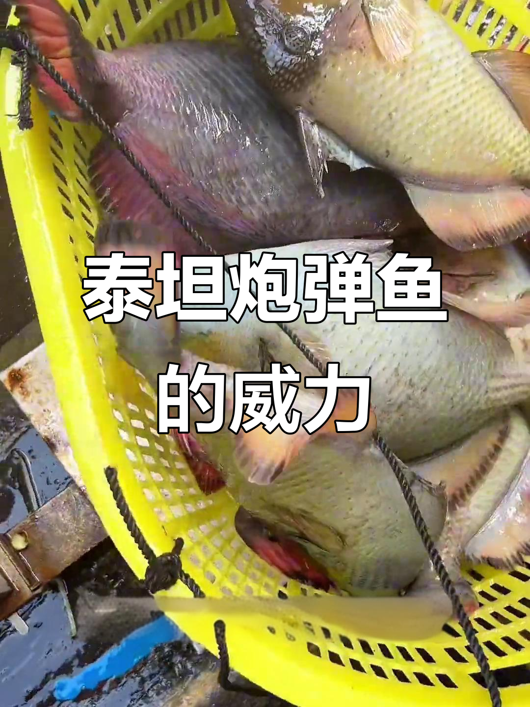 泰坦炮弹鱼:凶猛如鳄,连鲨都怕它