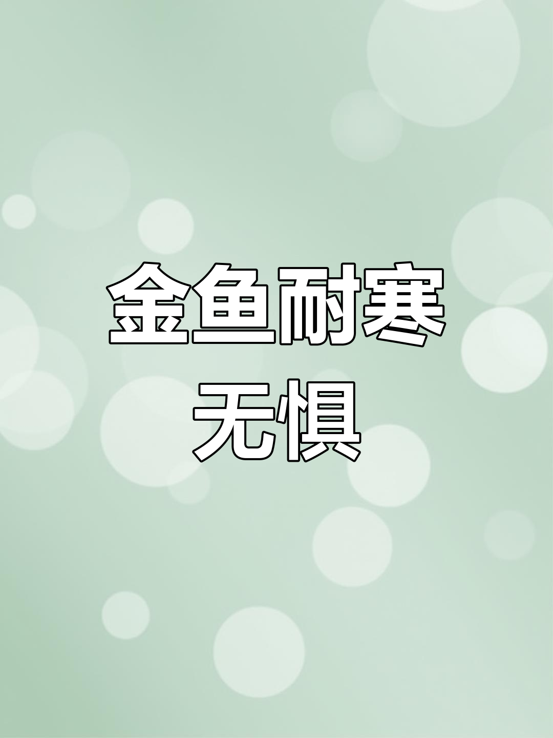 零下9度金鱼池,冻得结实却不怕