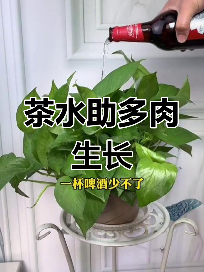 多肉植物生长小窍门:茶叶水助力生根