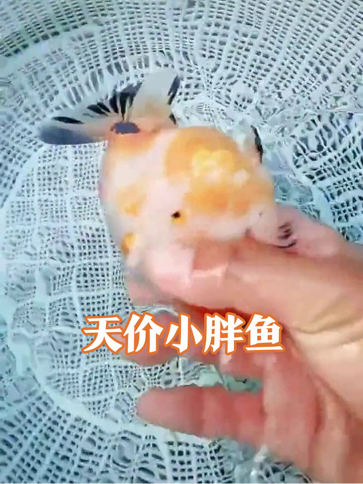 卖鱼西施手握钞票,金鱼胖成球身价不菲