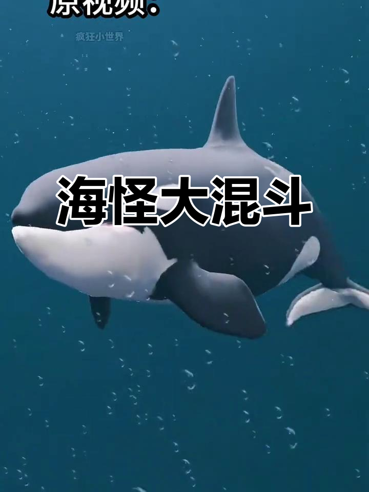 虎鲸、邓氏鱼与巨齿鲨的海洋争霸战，谁能笑到最后？