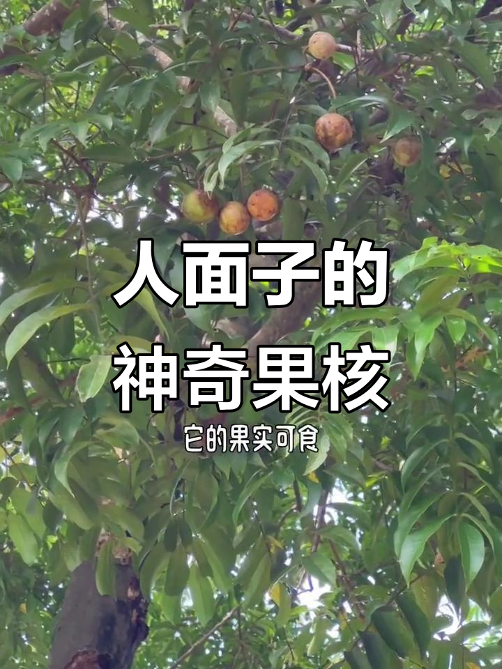 奇特人面子树,果实像人脸,木材经济价值高