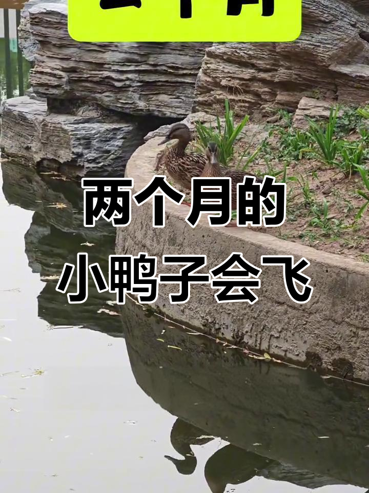 小野鸭两个月就能飞,翅膀力量惊人!