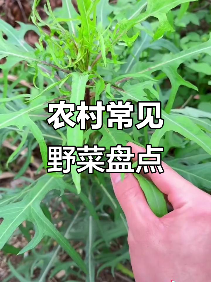19种常见农村野菜,看看你吃过几种?