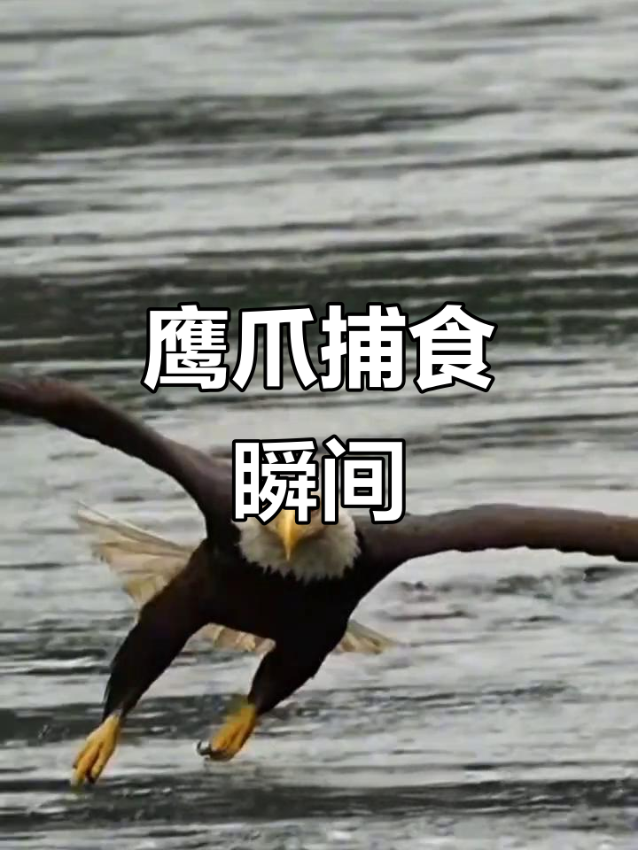 老鹰单手抓鱼,霸气十足!