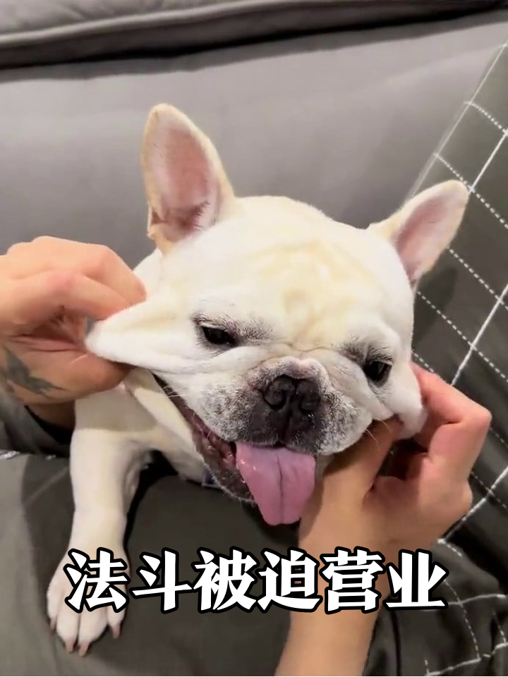 法斗被揉脸表情包大赏:舌头都快甩飞了!