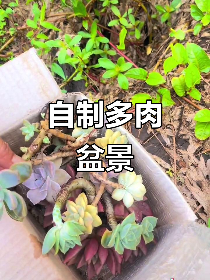 多肉盆景DIY,打造独特手工艺术