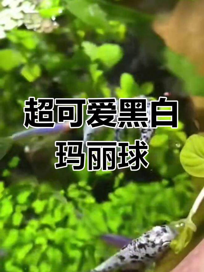 黑白奶牛玛丽球鱼,超能清洁工和生育机器