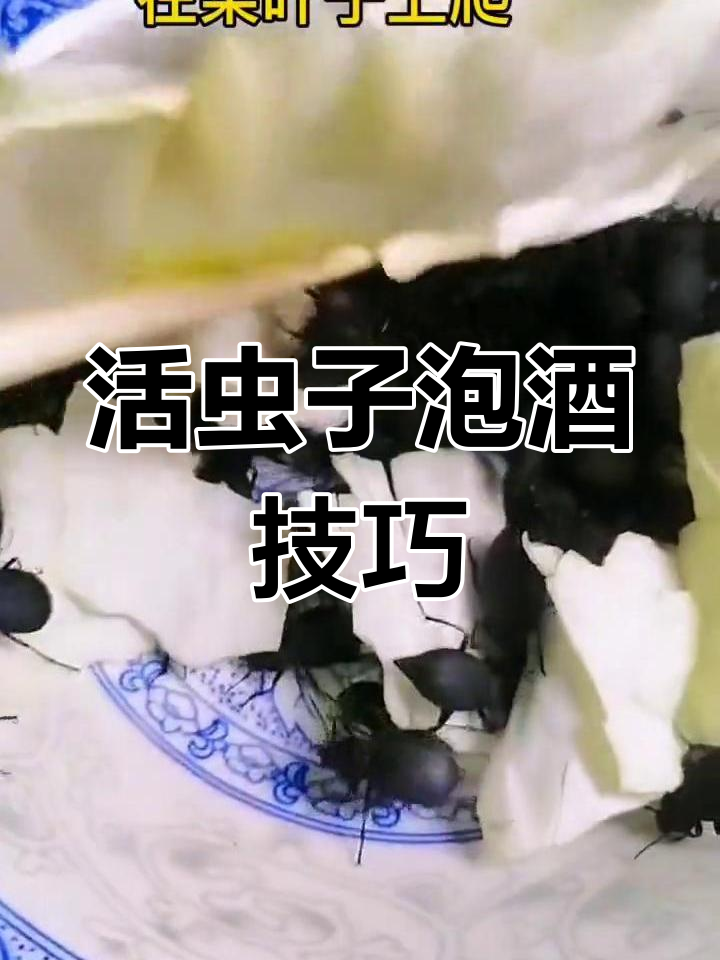 琵琶甲虫药用与食用价值,养殖技术分享
