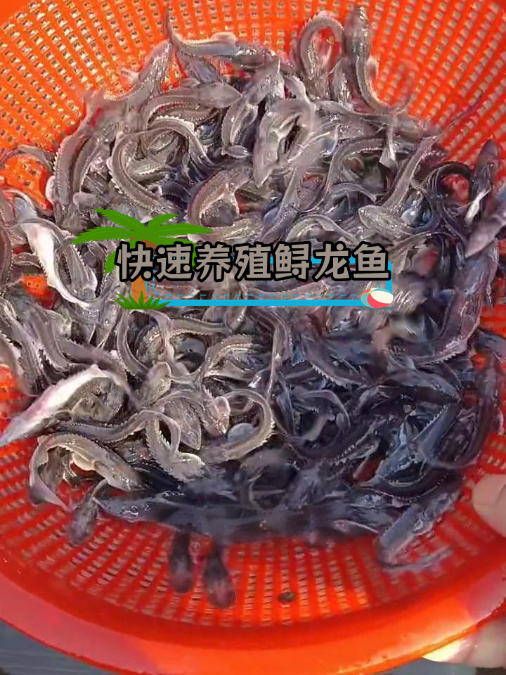 鲟龙鱼:生长迅速,耐低温的优质淡水鱼类